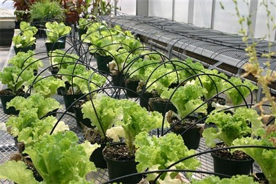 Lettuce Leaf Vegetable Plant Grow in Grenhouse